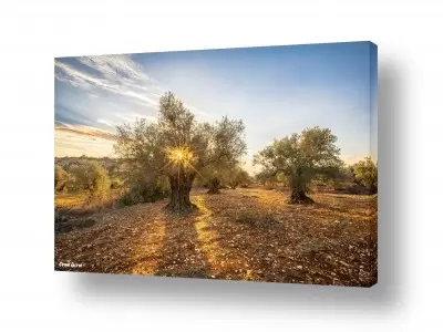 תמונות טבע אדמה | ניצוץ עתיק