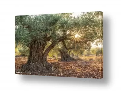 תמונות נוף לסלון תמונות עלים לסלון | בא בימים..