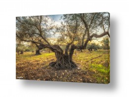מיכאל שמידט מיכאל שמידט - צלם טבע ונופים של ארץ ישראל היפה - שקיעה | זרועות עתיקות יומין