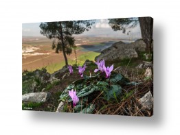 מיכאל שמידט מיכאל שמידט - צלם טבע ונופים של ארץ ישראל היפה - חורף | רקפת עם הנוף המושלם