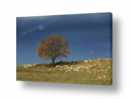 מיכאל שמידט מיכאל שמידט - צלם טבע ונופים של ארץ ישראל היפה - עץ | עונת מעבר..