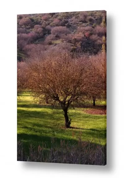 צבעים פופולארים צבע חום | קסם