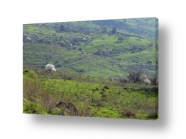צבעים פופולארים צבע ירוק | פשוט יפה