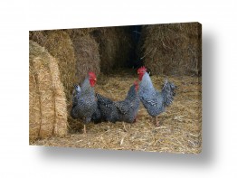 עוף תרנגול | משפחה
