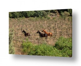 אלכוהול יין | סוסים בכרם