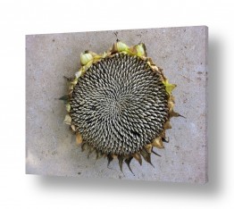 פרחים חמניה | תמונות במבצע | מנדלה של הטבע