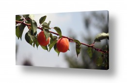 פירות פירות הדר | צמד מישמשים