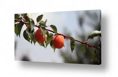 נושאים מזון | צמד מישמשים