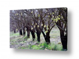 מיכל פרטיג מיכל פרטיג - צלמת מקצועית סטילס ווידאו - חורף | גזעים