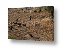 תמונות לפי נושאים עדר | רועה את עדרו