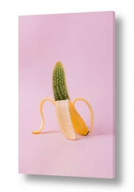 צמחים צבר | בננה וקקטוס