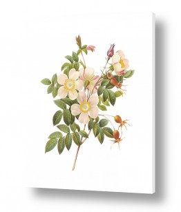 וינטג' ורטרו פרחים בסגנון רטרו | בוטני לבן
