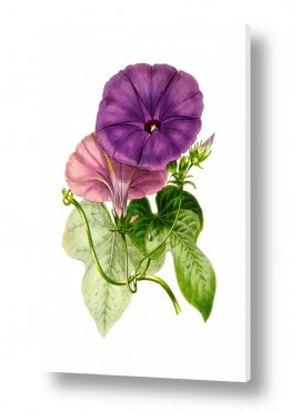 וינטג' ורטרו פרחים בסגנון רטרו | בוטני סגול