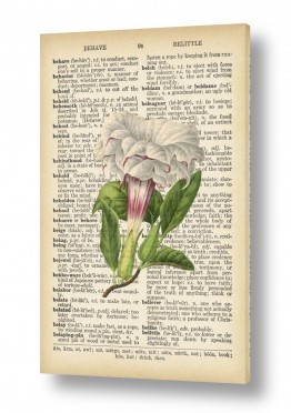 בוטני ווינטג בוטני | פרח לבן על דף ישן