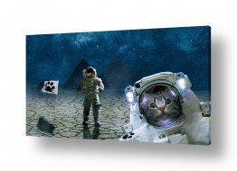 תמונות לפי נושאים בחלל | חתול בחלל החיצון