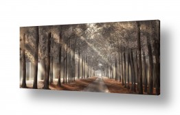 קולקציות תמונות קנבס זכוכית מודרניות | השביל אל האושר ביער הקסום