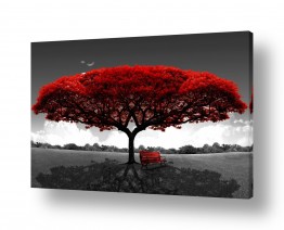 צילומים תמונות נוף פנורמי | העץ האדום תמיד