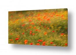 צומח פרחים | נגיעות של אדום