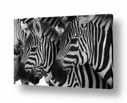 אלמנטים דקורטיביים תבניות | בטוחים בעדר