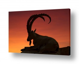 בעלי חיים - חיות חיות טורפות | בין ערביים