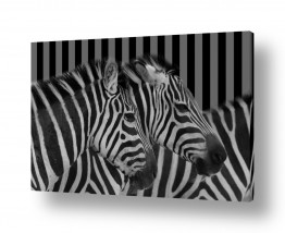 אלמנטים דקורטיביים תבניות | פסים