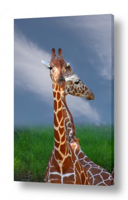 בעלי חיים - חיות חיות טורפות | צוואר כפול