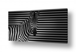 אלמנטים דקורטיביים תבניות | פסים