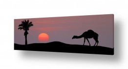 עצים דקלים | דמדומים