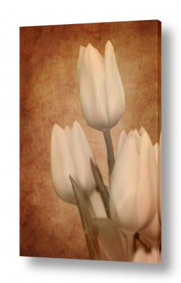 מדבקות קיר מדבקות קיר וינטג | פריחה בלבן