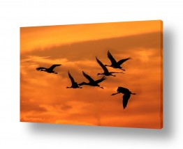 עופות מים חסידות | נדידה