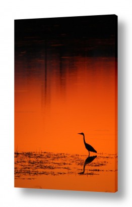 עופות מים אנפות | בדד