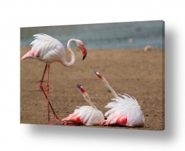 עופות מים פלמינגו | צמאות לאהבה