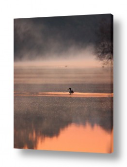 עופות מים ברווזים | ערפל של בוקר