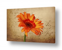 עלים עלי כותרת | מכתב אהבה