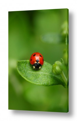 צבעים פופולארים צבע ירוק | קונטרסט חזק
