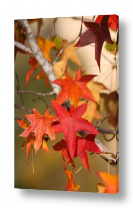 נושאים צומח | שלכת