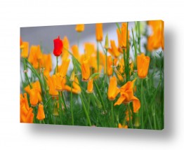 קולקציות תמונות בחלקים | יוצא דופן