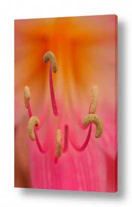 פרחים אבקנים | אבקנים