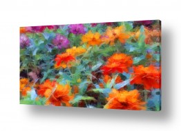 פרחים לפי צבעים פרחים אדומים | פריחה