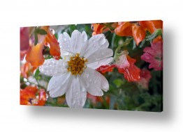 פרחים ערוגת פרחים | גשם ראשון