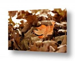 נושאים עונות השנה | שלכת