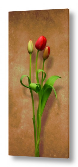 סגנונות וינטג' ורטרו | צבעונים