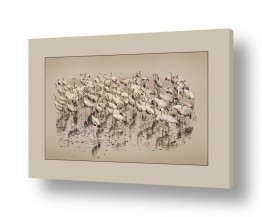 עופות עופות מים | הלהקה