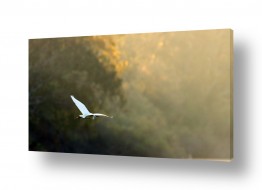 עופות עופות מים | מעוף של בוקר