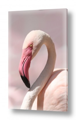 צבעים שילובים של צבע אפור | יפה בלבן