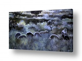 יונקים כבשים | רועה עברי בשומרון