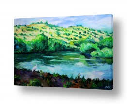 עופות מים אנפות | רוגע בירדן