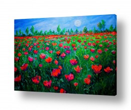 פרחים לפי צבעים פרחים אדומים | דרום אדום - פריחה בנגב