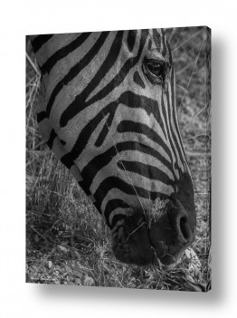 צילומים צילומים שחור לבן | זברה
