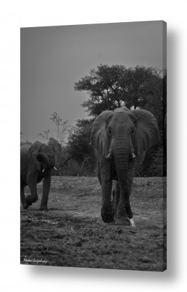 תמונות לפי נושאים סוואנה | פילים